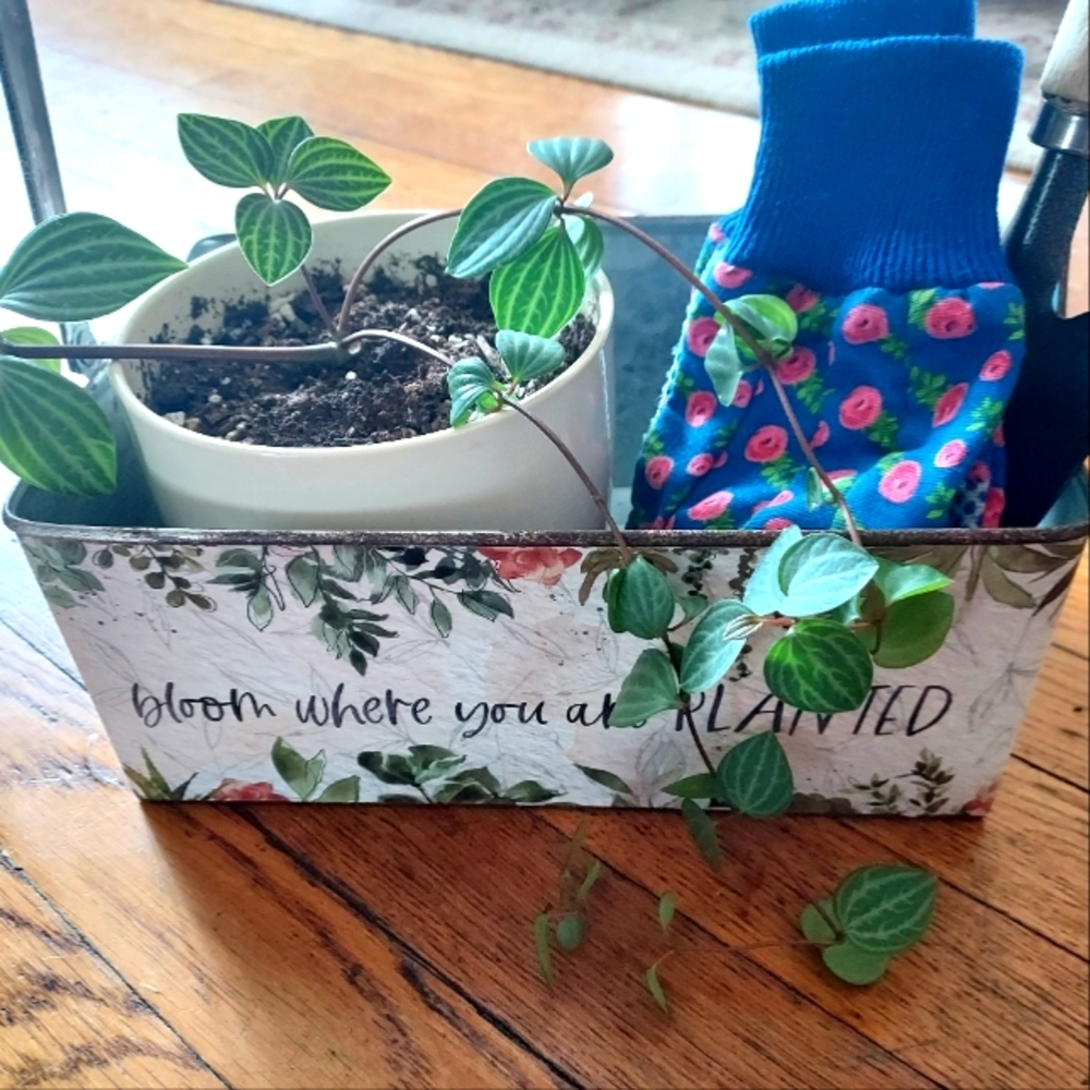 Rustic Plant boxes - *new* set of 2 - metal - Bloom Where You Are Planted - Picture 2 of 11